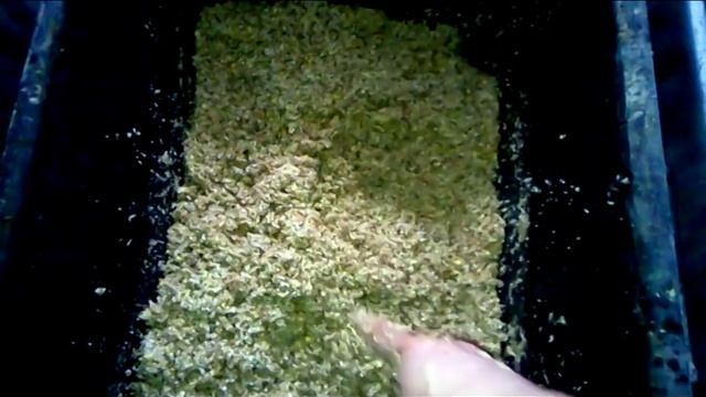 Кормление Вьетнамских вислобрюхих свиней смотреть онлайн