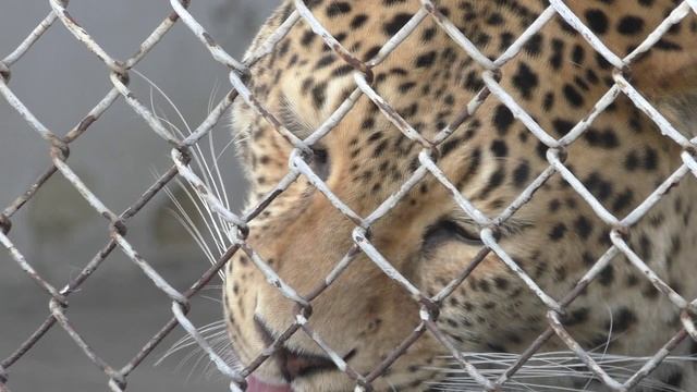 Челябинск - прогулка по Зоопарку - июль 2019 - часть 2 смотреть онлайн