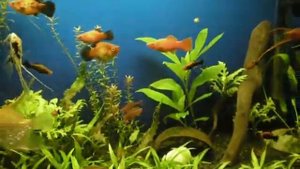 аквариум 50 литров