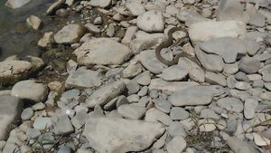 Водяной уж