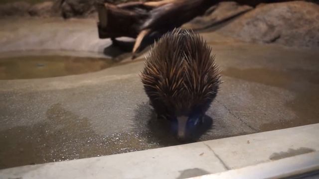 echidna ехидна смотреть онлайн