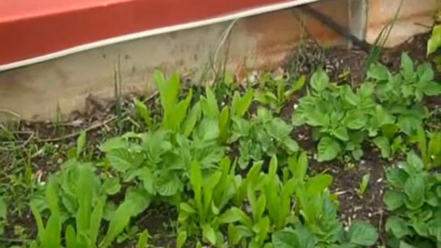 Garden 2011 ~ Poppies Or Not смотреть онлайн