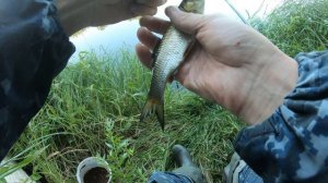 Рыбалка на поплавок. Поймать 21вид в 2021. Елец 16й вид.