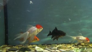 Золотая рыбка - Оранда Красная шапочка. Tancho Oranda.