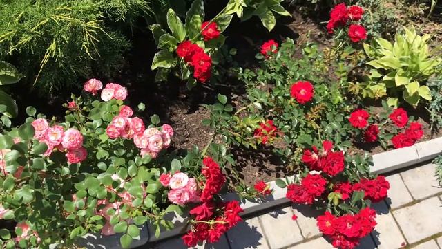 Красивые розы. Белый лебедь в моем саду, нежная “Swany”? смотреть онлайн