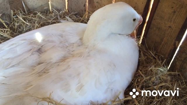 Как отвадить гусыню от насиживания гусят/дальнейшие мои действия смотреть онлайн