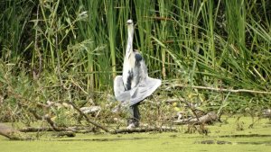 Серая цапля. ( Ardea cinerea )
