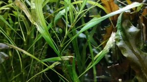 АКУЛИЙ БАЛУ. СОДЕРЖАНИЕ И РАЗВЕДЕНИЕ В АКВАРИУМЕ.