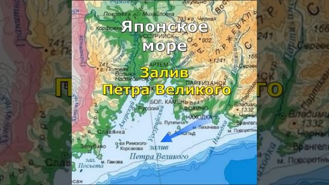 Дальневосточный морской заповедник //  Японское море  ?#Shorts