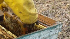 Весенняя ревизия Итальянской породы пчёл Лигустика 2017 год.