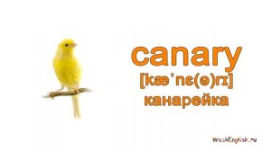 Птицы на английском языке.  English Vocabulary - Birds