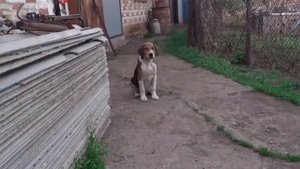 РПГ Дунай.