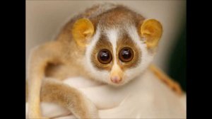 Топ 10 самых забавных животных