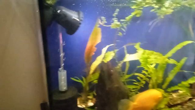 Содержание северум. В не плановый обзор 11 аквариумов смотреть онлайн