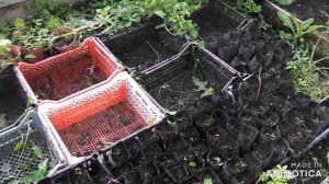 Эводия опыт зимовки 2021г ч 2