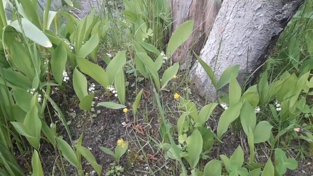 Каникулы Бабая на даче смотреть онлайн