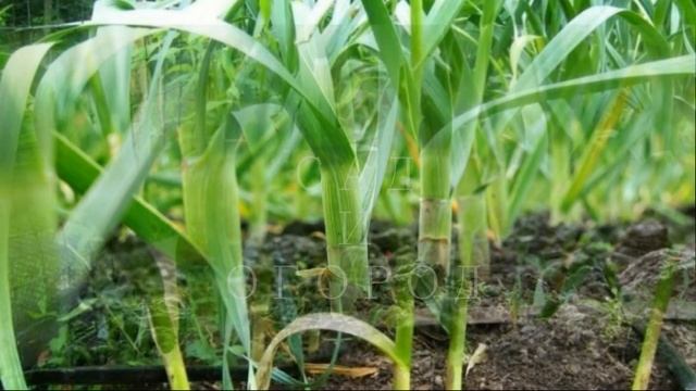 Когда я убираю чеснок с грядки - When I remove garlic from the garden