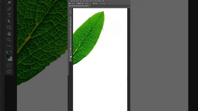 How to Use Lasso Tool in Photoshop?