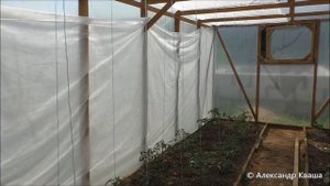 Как и чем притенить томаты в теплице? Притенение теплицы