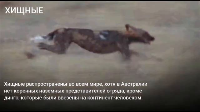 Хищные смотреть онлайн