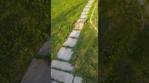 Сделал сам летний водопровод и душ с горячей водой на даче.