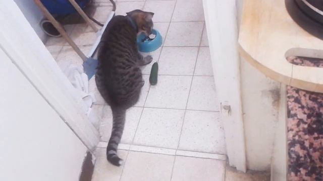 Cat vs. Cucumber Take 3 смотреть онлайн