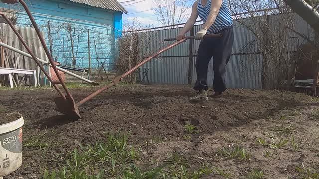 Сажаем картошку без лопаты.