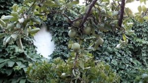 КОНИБОДОМ ЧОЙХОНАИ АЗИЗ