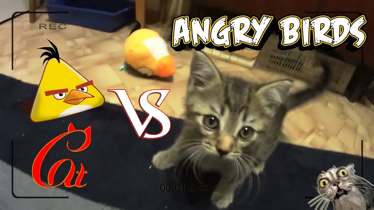 Котенок Против Angry Bird