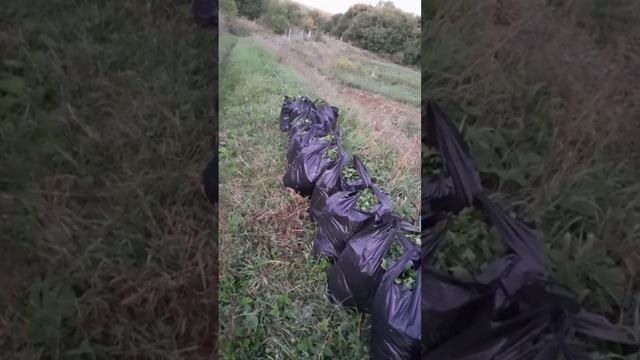 Отправка петрушки