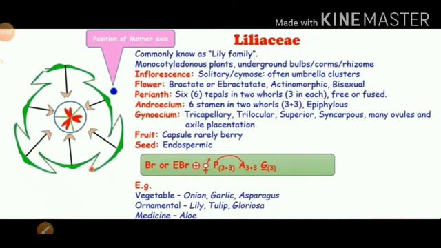 Family Liliaceae смотреть онлайн