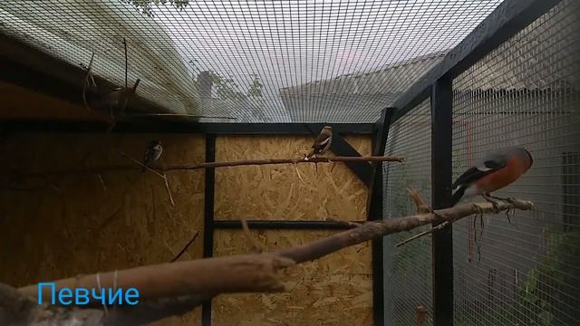 Пение снегиря. смотреть онлайн