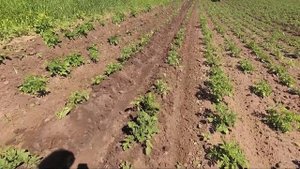 Трактор Т-25. Междурядная обработка картофеля.