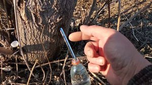 Кленовый сок! Лучший способ сбора.