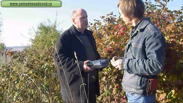 Калина в вашем саду и на даче смотреть онлайн