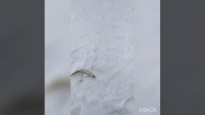 Ловля корюшки в Хабаровском крае, мыс Лазарева 10.04.2022