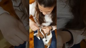 Результат с ушками джек Рассела