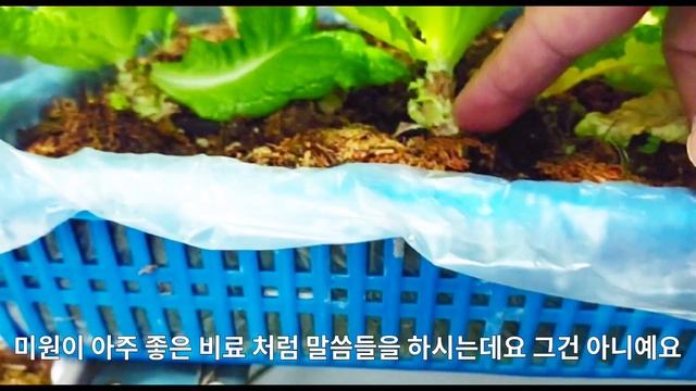 ?겨울베란다에서 상추 키우기//겨울내내 상추와 배추 잎 따먹을 수있습니다// 베란다텃밭 만들어 보세요//