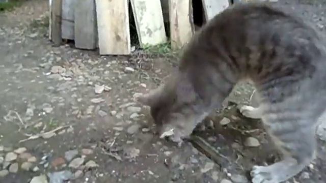 Дикий лесной кот василий смотреть онлайн