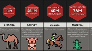 Сравнение Вероятностей: Численность Животных