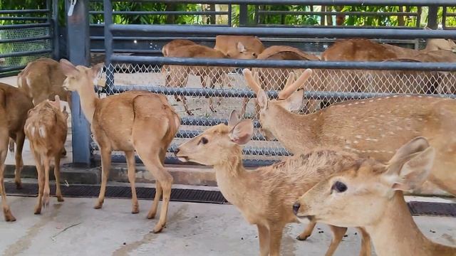 Кормление диких оленей из рук / Hand-feeding wild deer: an unforgettable experience