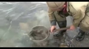 Как в Грузии моют золото овечьей шкурой