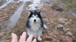В ТАЙНЕ ОТ МУЖА УМУДРИЛАСЬ НЕ ТОЛЬКО ИЗМЕНЯТЬ НО И РОДИТЬ ДРУГОМУ ЖЕНА НА ДВОИХ АУДИОРАССКАЗ