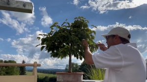 Pruning Bonsai Cornus sericea