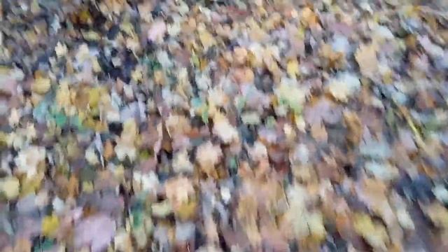 Коп в осеннем лесу смотреть онлайн