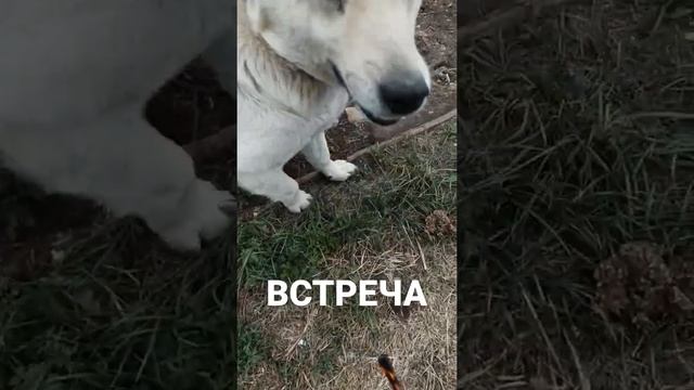 НАША ПСИНКА #домашниеживотные