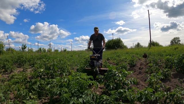 Крестьянский труд! Окучиваю картошку мотоблоком! Не простая работа! смотреть онлайн