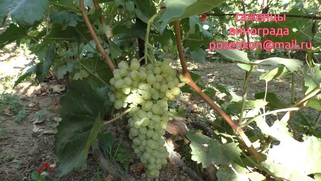 Виноград Кишмиш Лорус - ГФ Гречко Михаила Алексеевича (участок Пузенко Н.Л.) смотреть онлайн
