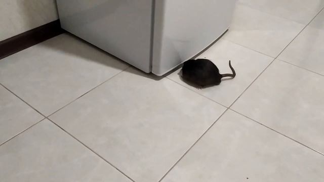 Выгул декоративной крысы смотреть онлайн