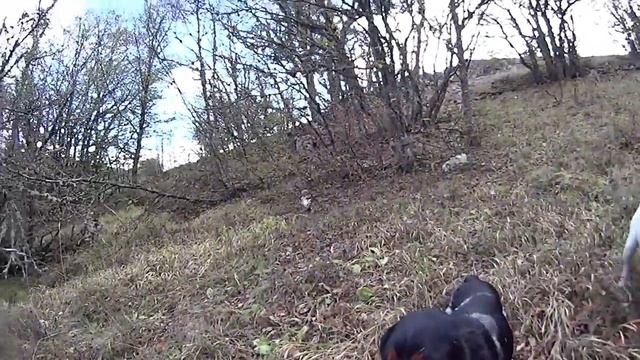 Охота в Крыму на вальдшнепа 2015 г. смотреть онлайн